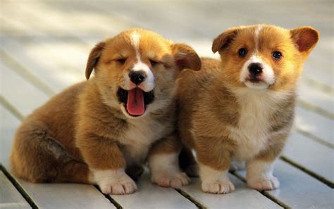 Corgi Puppies .